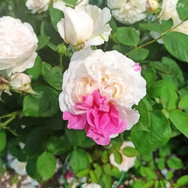 превью изображения отзыва