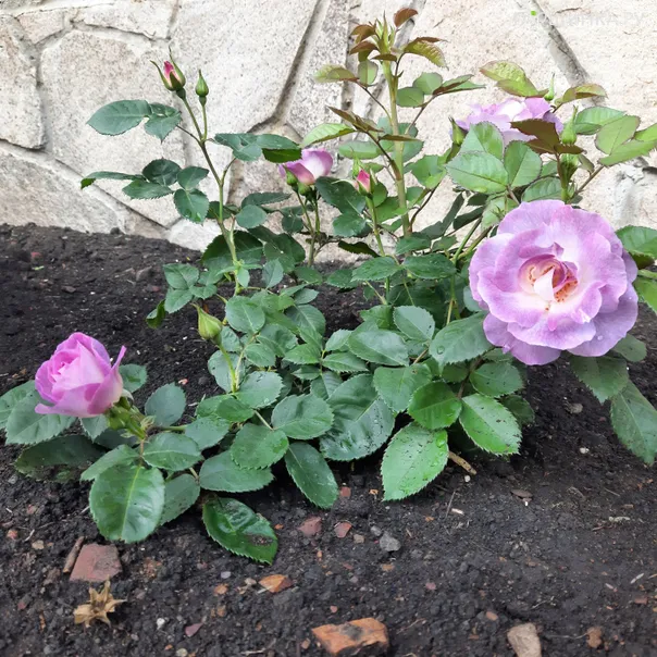 превью изображения отзыва