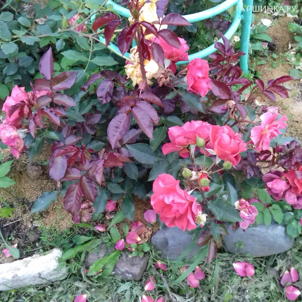 превью изображения отзыва