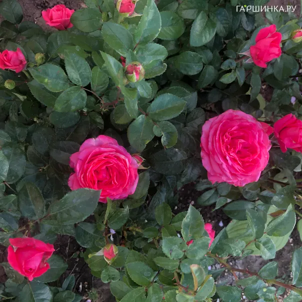 превью изображения отзыва