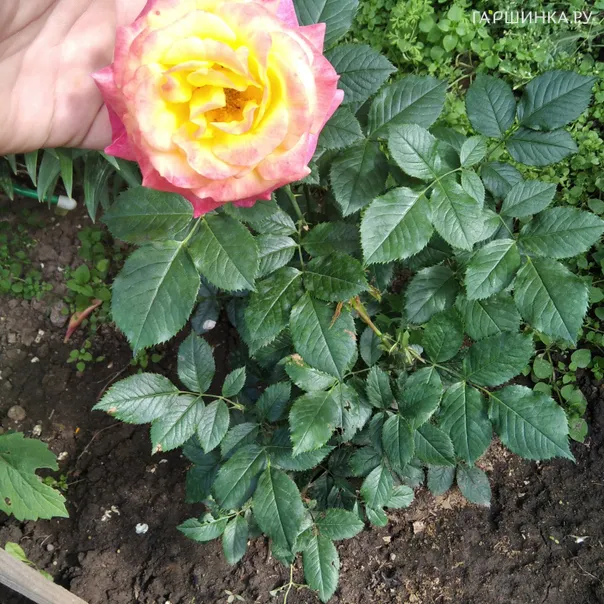 превью изображения отзыва