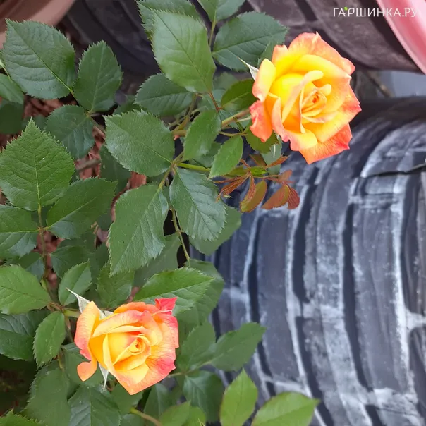 превью изображения отзыва