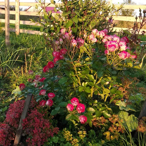 превью изображения отзыва