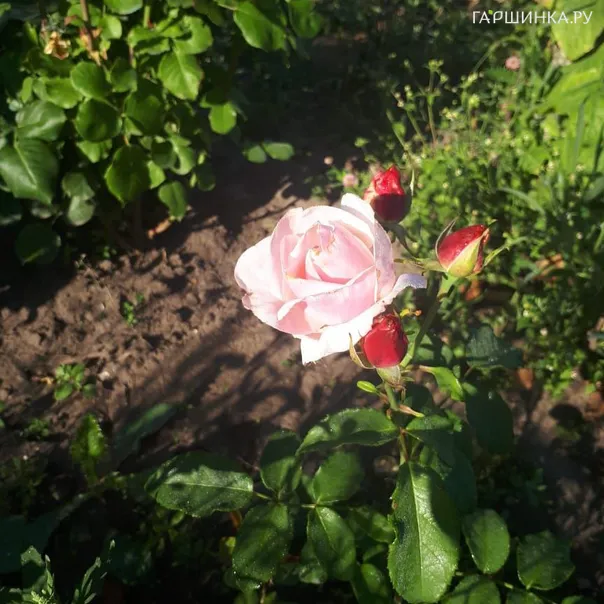 превью изображения отзыва