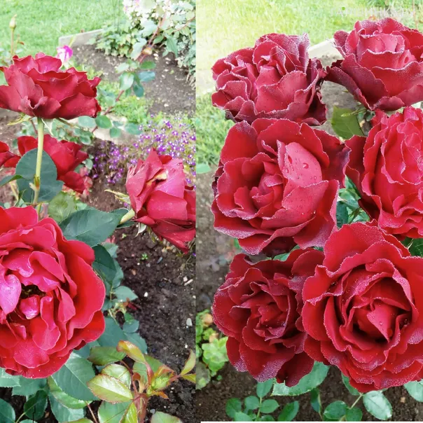 превью изображения отзыва