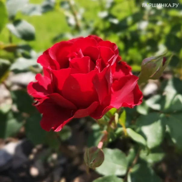 превью изображения отзыва