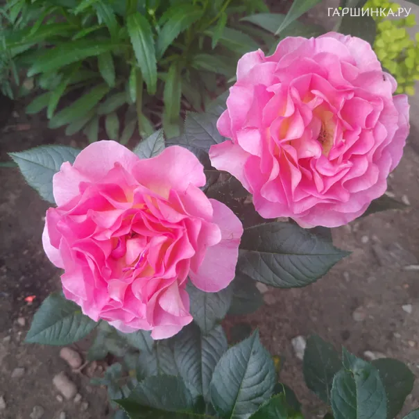 превью изображения отзыва