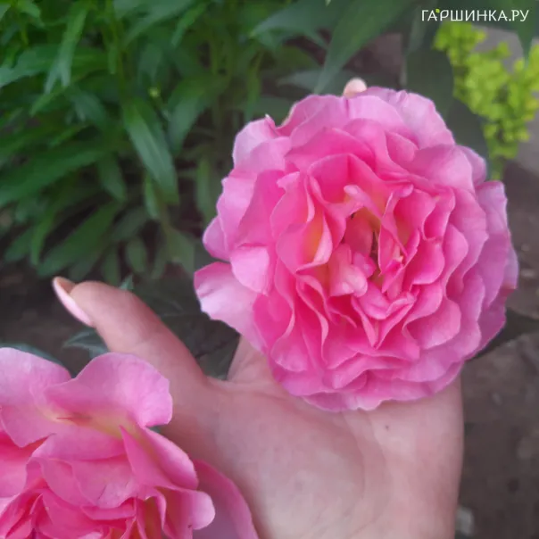 превью изображения отзыва