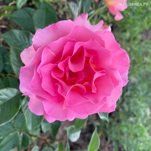 превью изображения отзыва