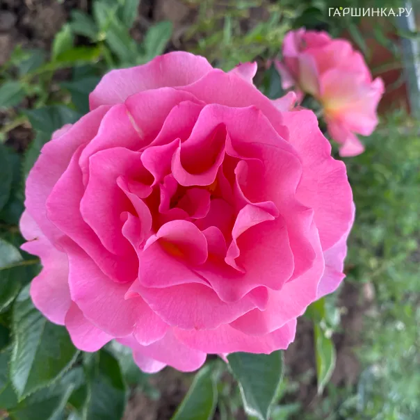 превью изображения отзыва