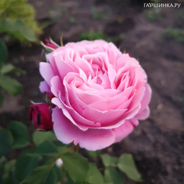 превью изображения отзыва