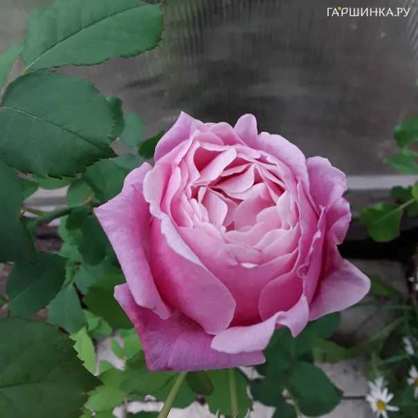 превью изображения отзыва