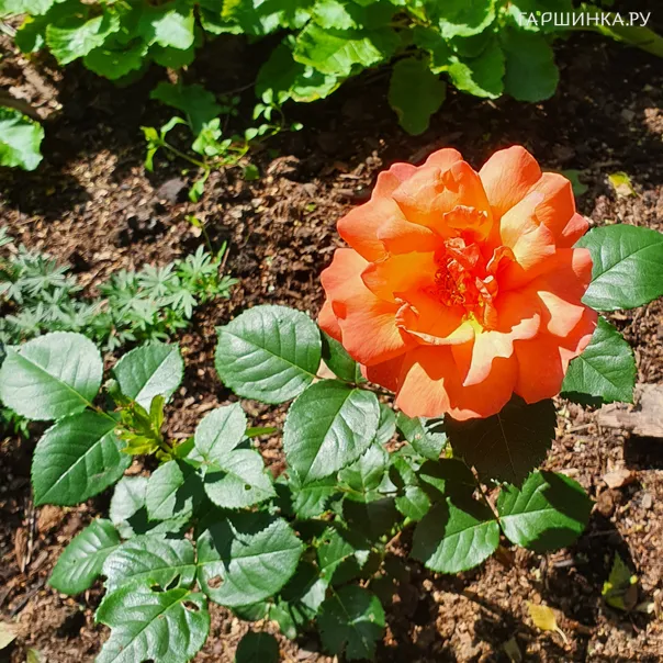 превью изображения отзыва