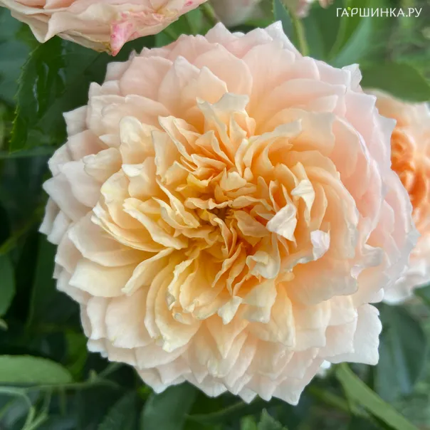 превью изображения отзыва