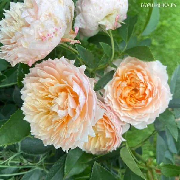 превью изображения отзыва