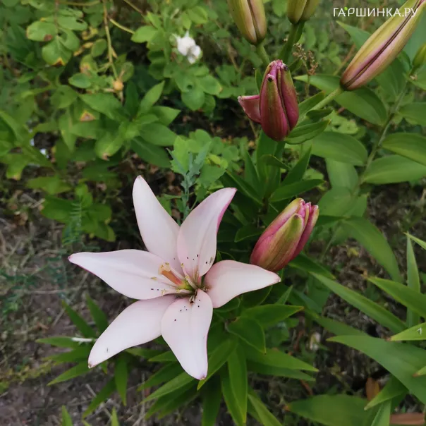 превью изображения отзыва