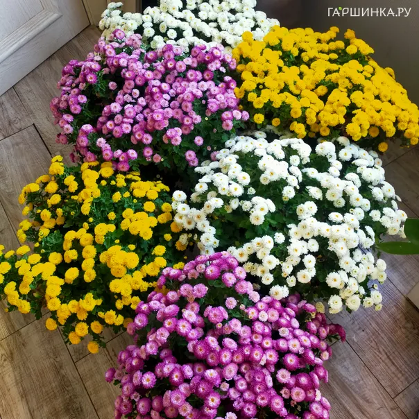 превью изображения отзыва