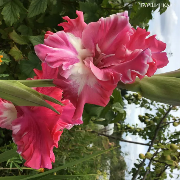 превью изображения отзыва