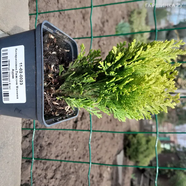 превью изображения отзыва