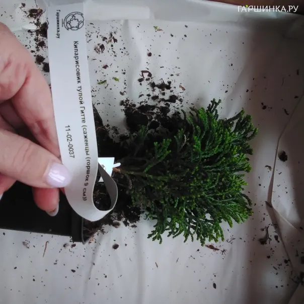 превью изображения отзыва