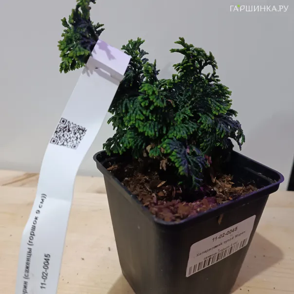 превью изображения отзыва