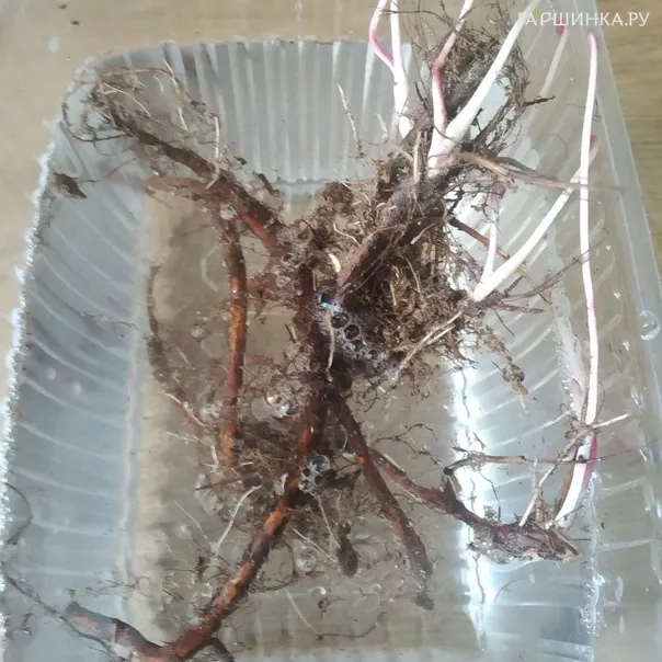 превью изображения отзыва