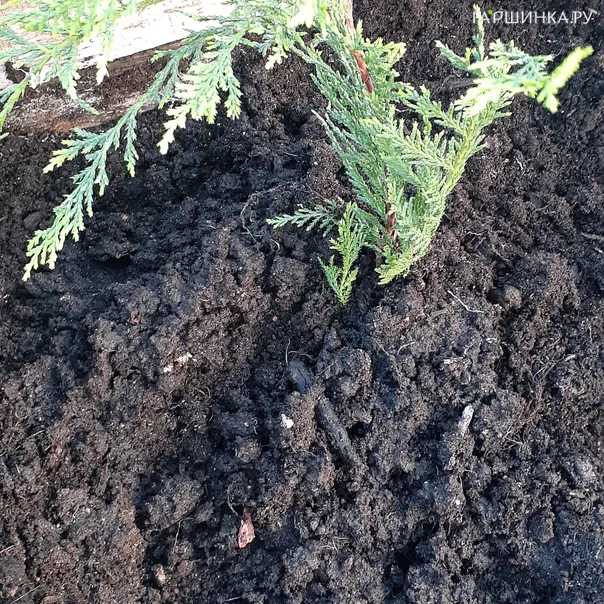 превью изображения отзыва