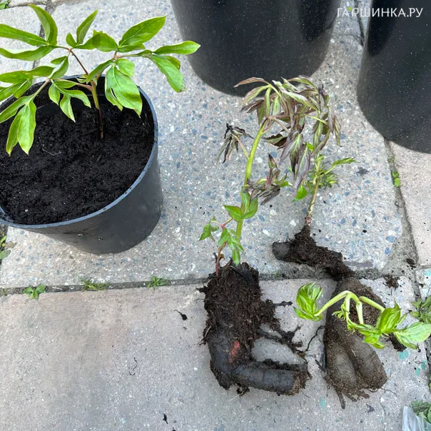 превью изображения отзыва