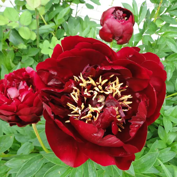 превью изображения отзыва