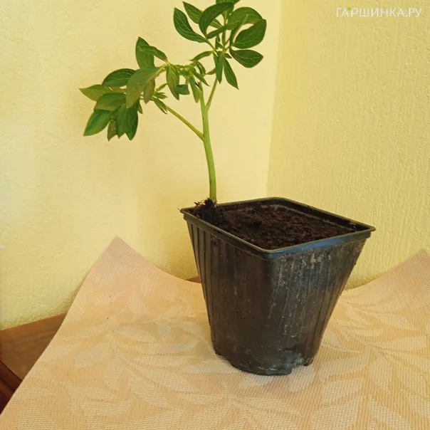 превью изображения отзыва