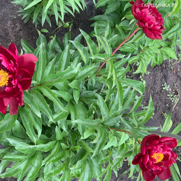 превью изображения отзыва