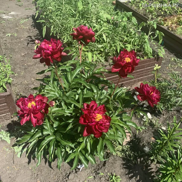 превью изображения отзыва