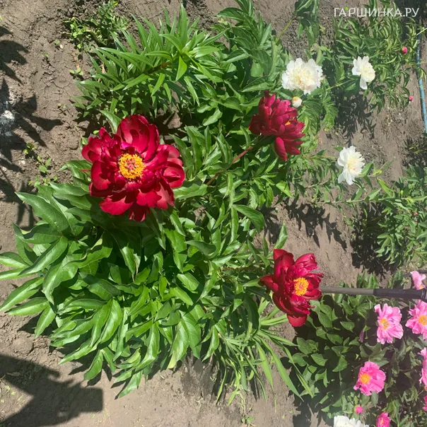 превью изображения отзыва