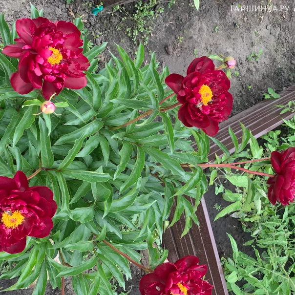 превью изображения отзыва