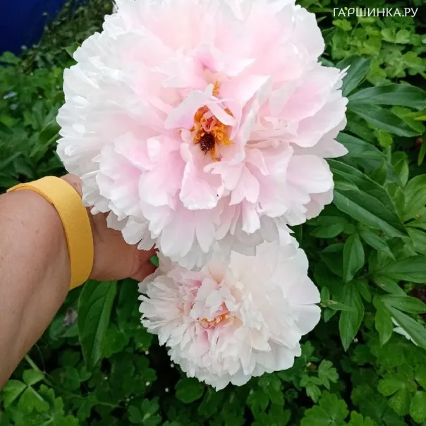 превью изображения отзыва