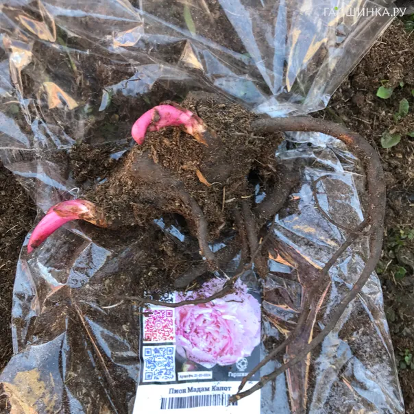 превью изображения отзыва