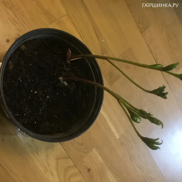 превью изображения отзыва