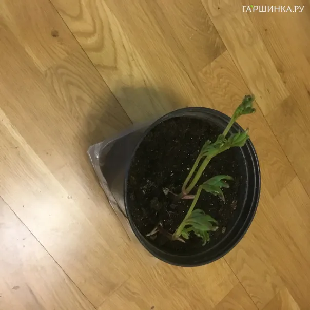 превью изображения отзыва