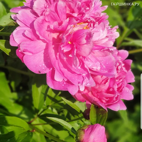 превью изображения отзыва