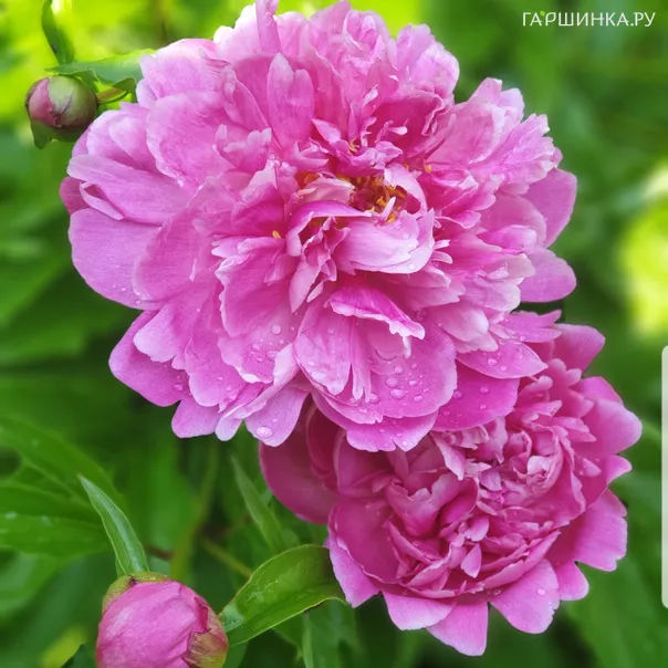 превью изображения отзыва