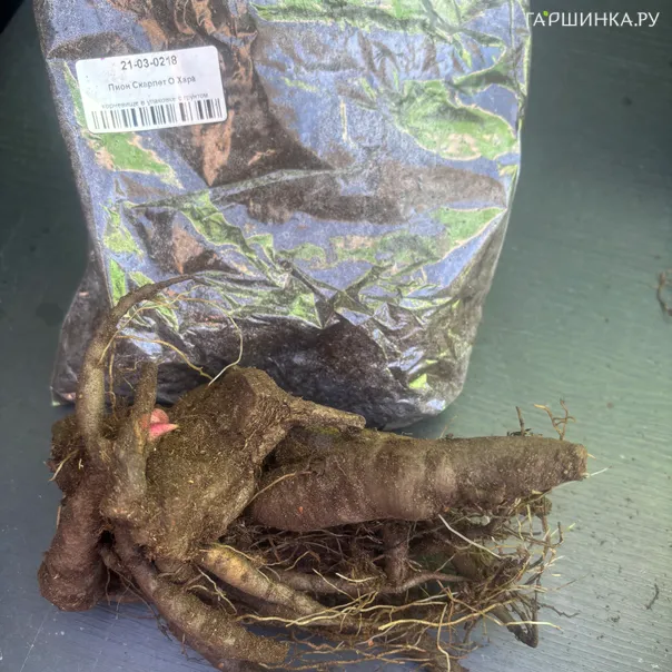 превью изображения отзыва