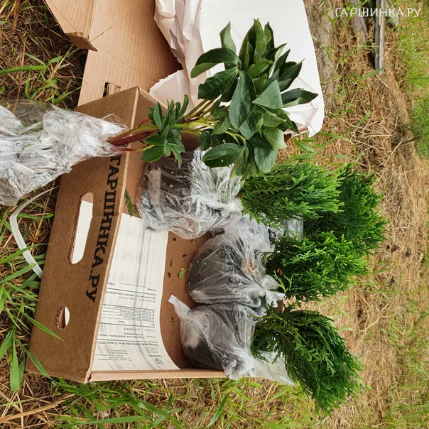 превью изображения отзыва