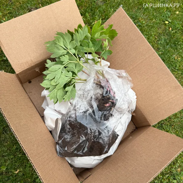 превью изображения отзыва