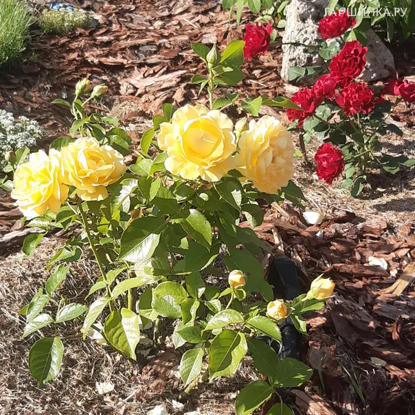 превью изображения отзыва