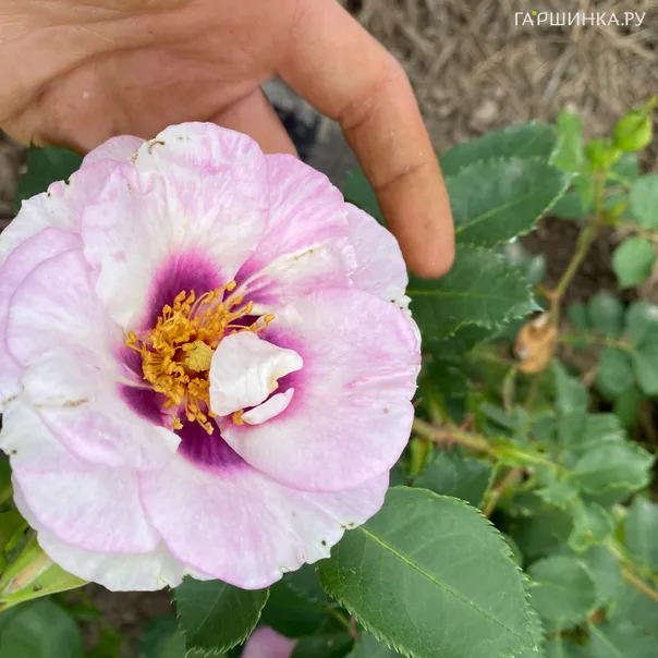 превью изображения отзыва