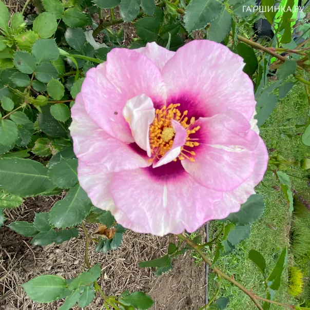 превью изображения отзыва