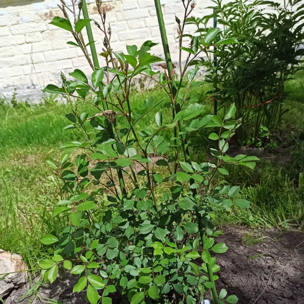 превью изображения отзыва