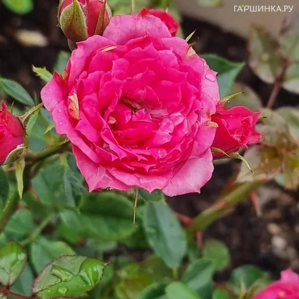 превью изображения отзыва