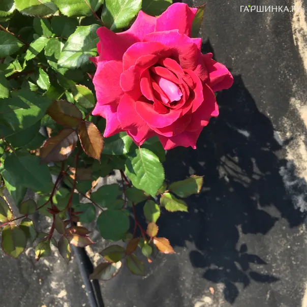 превью изображения отзыва