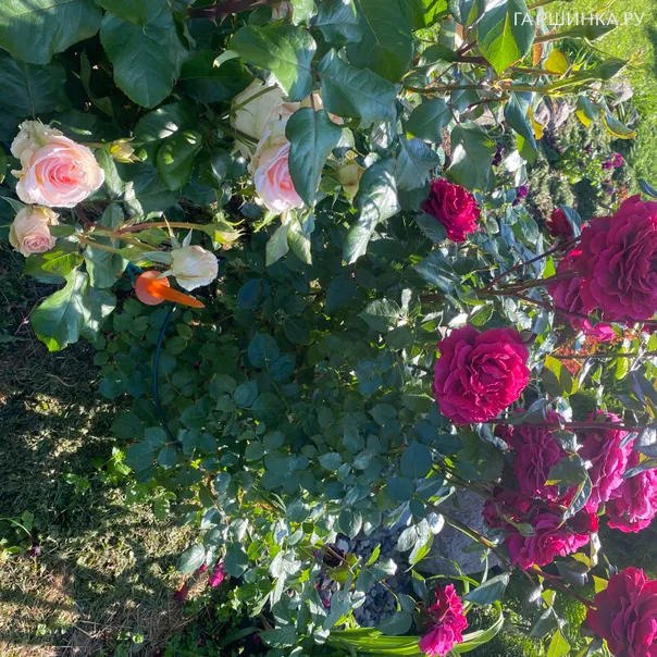 превью изображения отзыва